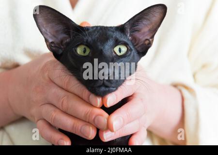 Lustiges schwarzes orientalisches Katzengesicht Stockfoto