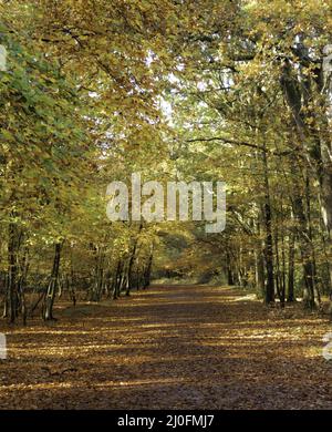 Großbritannien - Buckinghamshire - Burnham Beeches Stockfoto