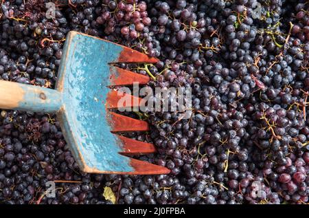 Schwarze frische Trauben für die Herstellung von Rotwein Stockfoto