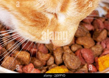 Startseite Rote Katze essen Trockenfutter Nahaufnahme Stockfoto