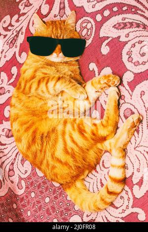 Rote Katze in schwarzer Brille auf der Couch liegend Stockfoto