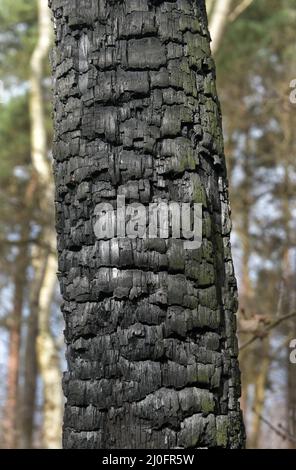 Verkohlte Baumrinde Stockfoto