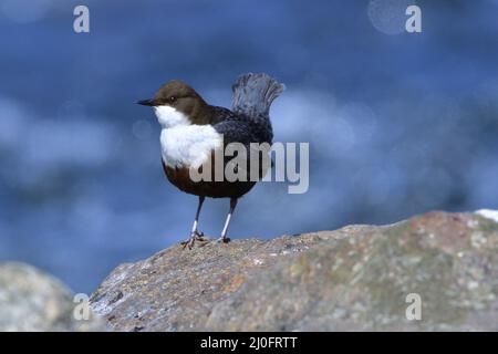 Weißer-throated Schöpflöffel Stockfoto