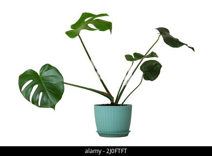 Tropische Monstera-Pflanze mit grünen Blättern in einem Blumentopf isoliert auf weißem Hintergrund Stockfoto