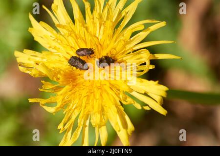 Metallischer Holzkäfer Stockfoto