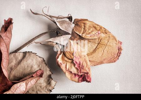 Getrocknete Rosenblüte auf hellem Hintergrund Stockfoto