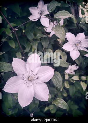 Schöne weiße Clematis Blumen im Garten Stockfoto