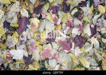 Herbst mehrfarbige Blätter, die von Bäumen fiel auf die Masse Stockfoto