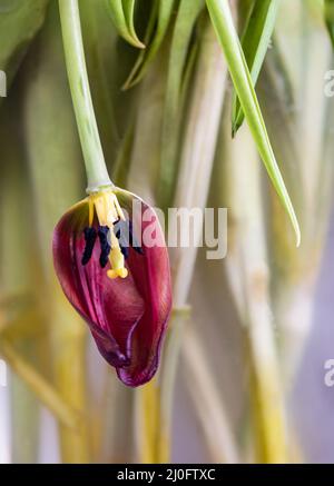 Trocken verwelkt Tulpenblume auf einer Vase und Blätter auf dem Boden vor grauem Hintergrund. Stockfoto