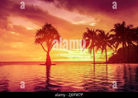 Fabelhafter tropischer Sonnenuntergang, Silhouetten von Palmen vor dem Hintergrund von orange und rosa-lila Himmel. Reflexion des Himmels im Wasser, relaxati Stockfoto