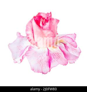 Rosa rote Blume adenium obesum Stockfoto