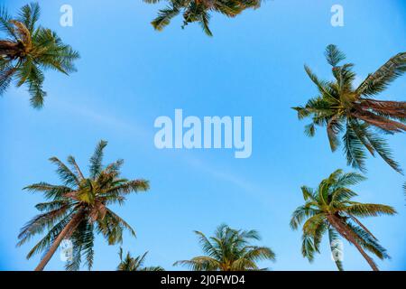 Palmen am blauen Himmel Stockfoto