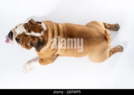 Draufsicht als Hund liegt vor weißem Hintergrund. Der englische Bulldog ist ein reinrassiger Hund mit einem Stammbaum. Die Rasse des Hundes gehört t Stockfoto