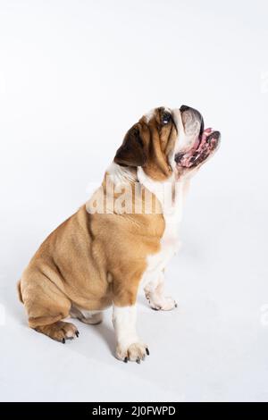 Eine englische Bulldogge sitzt mit offenem Mund und ist auf Weiß isoliert. Der englische Bulldog ist ein reinrassiger Hund mit einem Pedigre Stockfoto