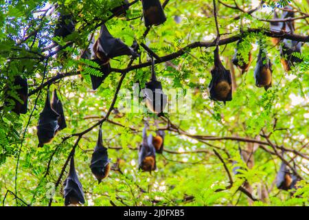 Lyles fliegender Fuchs, Pteropus vampyrus, Pteropus lylei oder Khangkao Maekai (Henkenbats) in thailändischer Sprache in Wat Po, Bangkla, Chachoe Stockfoto