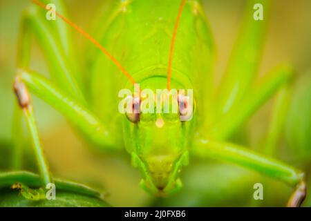 Cute Langhörnigen Heuschrecken, oder tettigoniidae oder Leafhopper hocken auf grüne Blätter und grüner Hintergrund Stockfoto