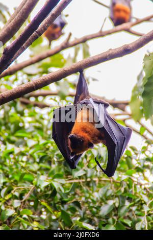 Lyles fliegender Fuchs, Pteropus vampyrus, Pteropus lylei oder Khangkao Maekai (Henkenbats) in thailändischer Sprache in Wat Po, Bangkla, Chachoe Stockfoto