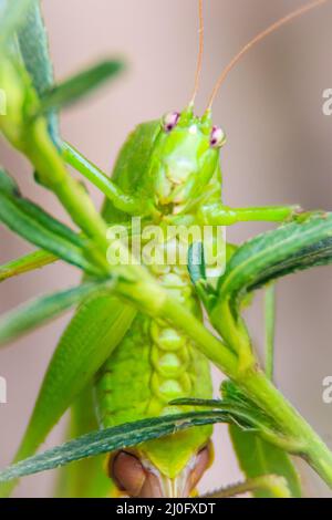 Cute Langhörnigen Heuschrecken, oder tettigoniidae oder Leafhopper hocken auf grüne Blätter und grüner Hintergrund Stockfoto