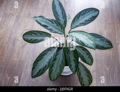 Schöne Innenblume in einem Topf auf dem Tisch Stockfoto