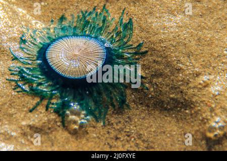 Schließen Sie die blaue Schaltfläche Quallen (porpita porpita) am Strand, wenn das Meer Wasser zurückgegangen. Stockfoto