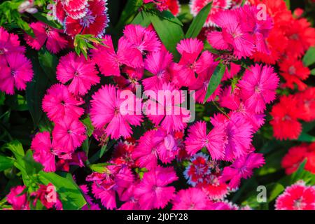 Schöne rote rosa Bravo Chinensis dianthus, China rosa, Regenbogenrosa Blume (Dianthus chinensis) im Garten am sonnigen Tag Stockfoto