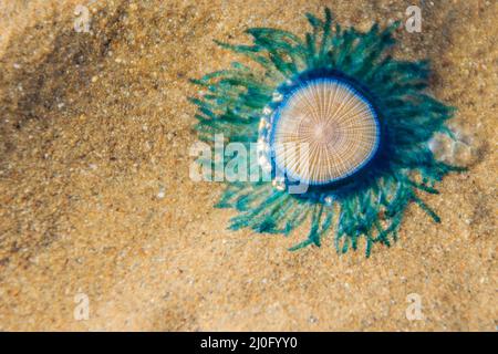 Schließen Sie die blaue Schaltfläche Quallen (porpita porpita) am Strand, wenn das Meer Wasser zurückgegangen. Stockfoto