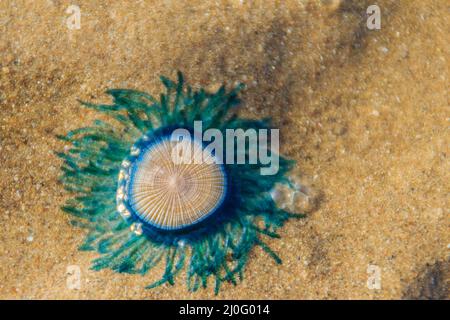 Schließen Sie die blaue Schaltfläche Quallen (porpita porpita) am Strand, wenn das Meer Wasser zurückgegangen. Stockfoto