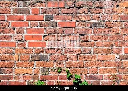 Hintergrund von einem Alten roten Ziegelmauer mit einigen grünen Blättern Stockfoto