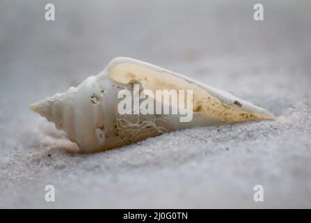 Eine Schneckenmuschel, die am Strand liegt, Muschelmuschel. Stockfoto