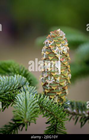 Frische junge Tannenzapfen, auf denen das Harz abfließt. Stockfoto