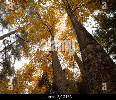 Niedrige Winkelansicht der Baumstammspitzen mit gelben Blättern Im Herbst Stockfoto