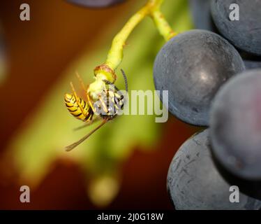 Eine Wespe frisst die Reste einer fernen Traube auf einer Weinrebe. Stockfoto