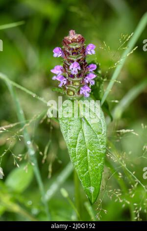 Eine Waldpflanze mit lila kleinen Blüten. Stockfoto