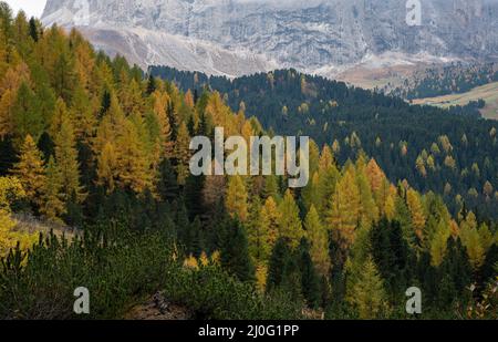 Gelbe Lärchen glühen im Bergwald. Dolomiten, Italien, Europa Stockfoto