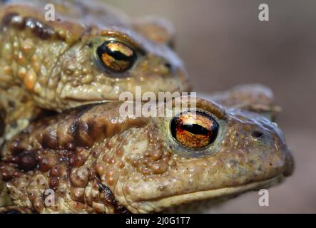 Eine weibliche Kröte trägt ihren männlichen Partner. Stockfoto