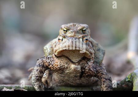 Eine weibliche Kröte trägt ihren männlichen Partner. Stockfoto