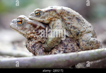 Eine weibliche Kröte trägt ihren männlichen Partner. Stockfoto