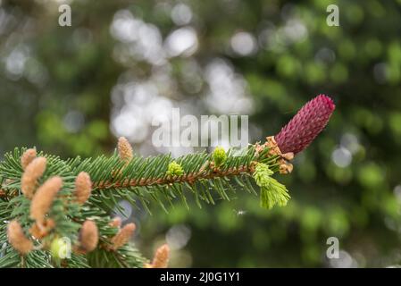 Norwegen Fichte mit Blütenknospe - Fichtenzapfen wachsen Stockfoto