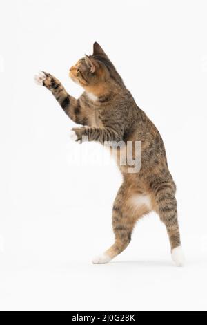 Die Katze spielt, springt auf und steht auf ihren beiden Hinterbeinen. Beim Spielen gleicht die Katze ihren Körper aus, um das Gleichgewicht zu halten. Stockfoto