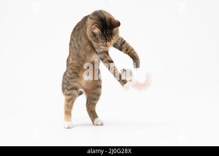 Die Katze spielt, springt auf und steht auf ihren beiden Hinterbeinen. Beim Spielen gleicht die Katze ihren Körper aus, um das Gleichgewicht zu halten. Stockfoto