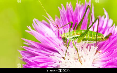 Makrofoto von grüner Heuschrecke auf einer Blume einer Kornblume aus der Nähe Stockfoto