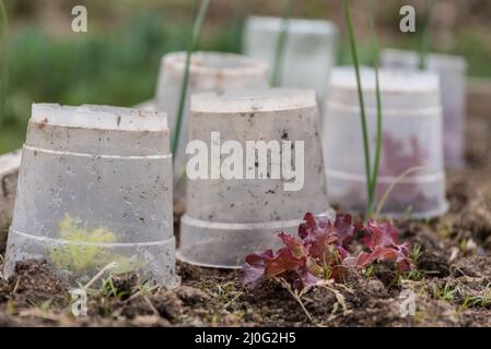 Blattsalat und Lollo rosso mit Frostschutz - Nahaufnahme Stockfoto