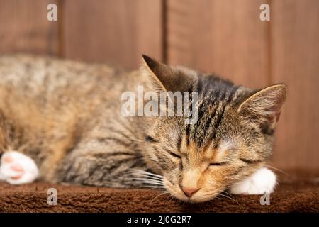 Ein kleines Kätzchen schläft zu Hause auf seiner Decke mit ausgestreckten Pfoten. Die Katze hat geschlossene Augen und hervorstehende Ohren. Stockfoto