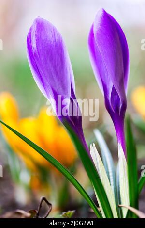 Makro-Foto von einem geschlossenen Knospen von schönen Frühlingsblumen lila Crocus Nahaufnahme Stockfoto