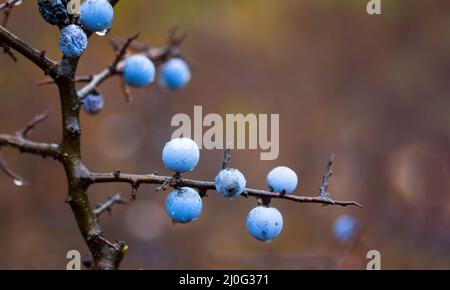 Die reifen Beeren des Schlehdorns schließen sich Stockfoto