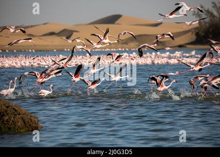 Flamingos im Vogelparadies, walvisbucht, namibia Stockfoto