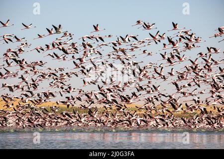 Flamingos im Vogelparadies, walvisbucht, namibia Stockfoto