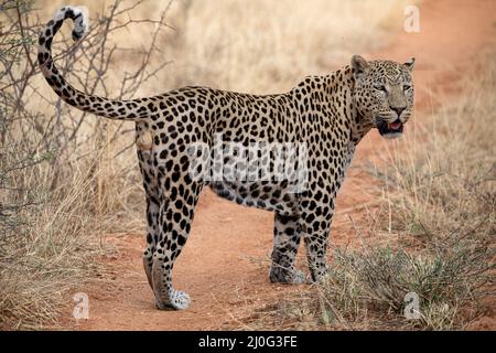 Leopard im Kgalagadi Nationalpark, Namibia Stockfoto