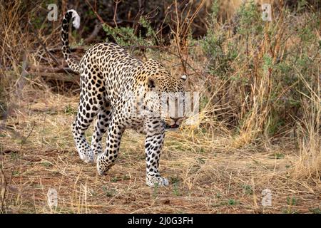 Leopard im Kgalagadi Nationalpark, Namibia Stockfoto