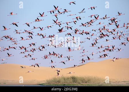 Flamingos im Vogelparadies, walvisbucht, namibia Stockfoto